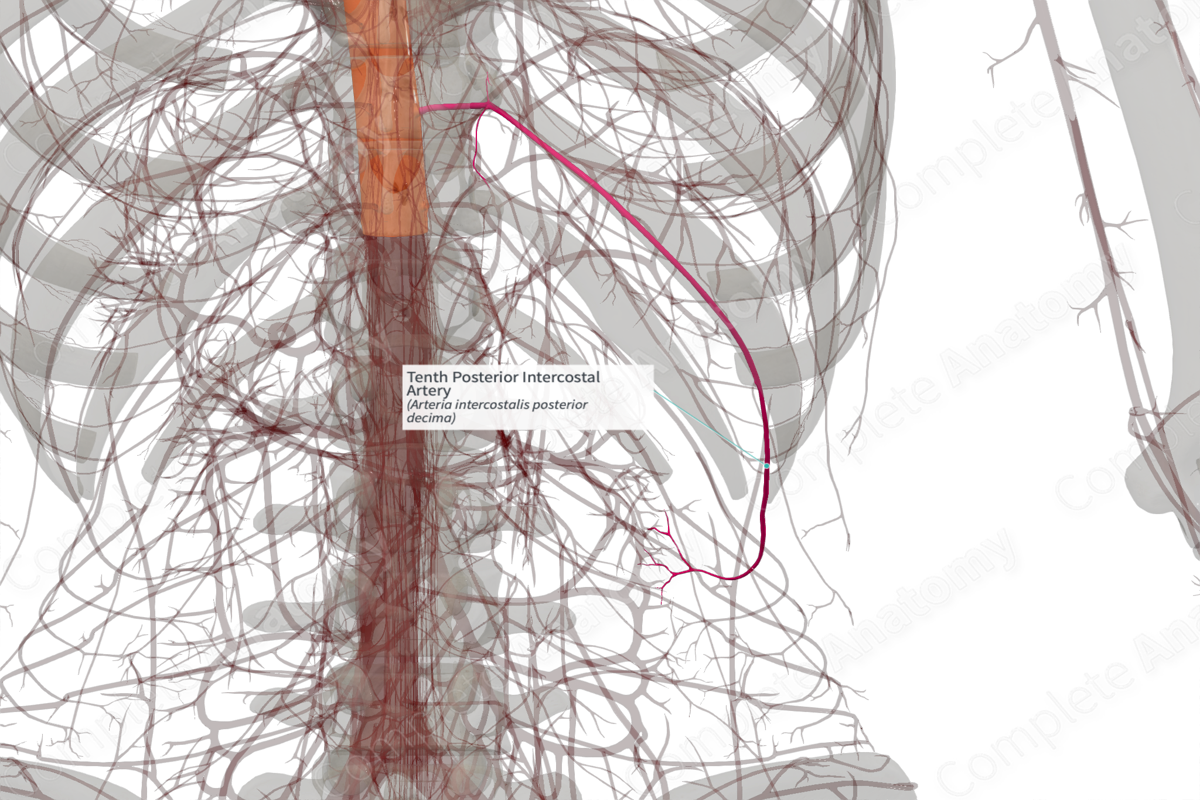 Tenth Posterior Intercostal Artery (Right)