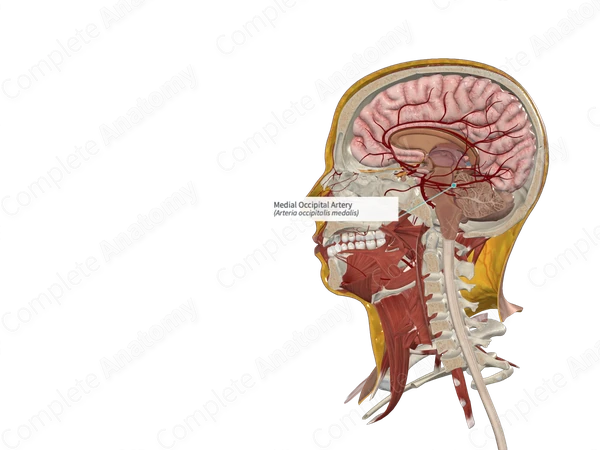 Medial Occipital Artery