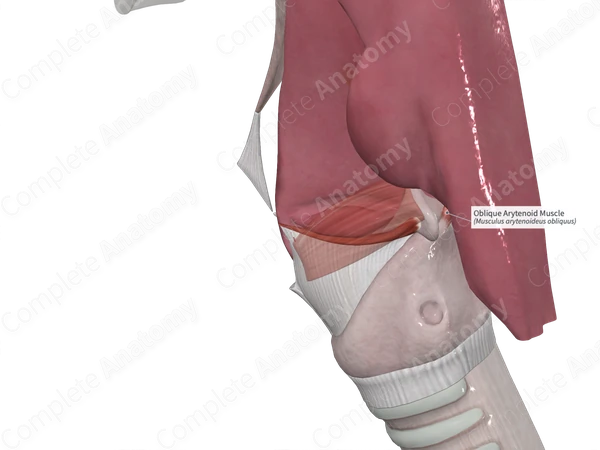 Oblique Arytenoid Muscle