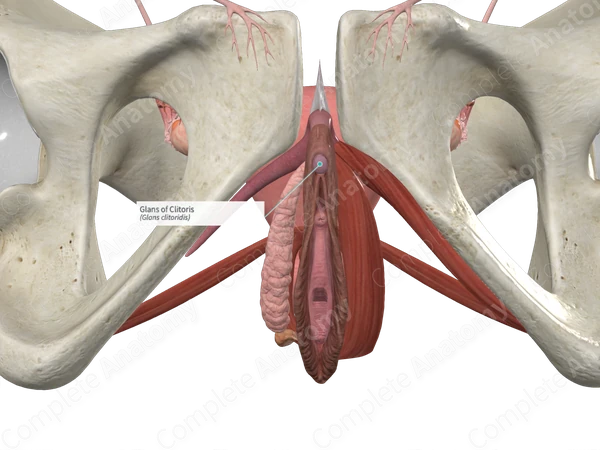 Glans of Clitoris