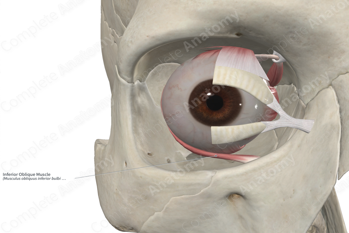Inferior Oblique Muscle