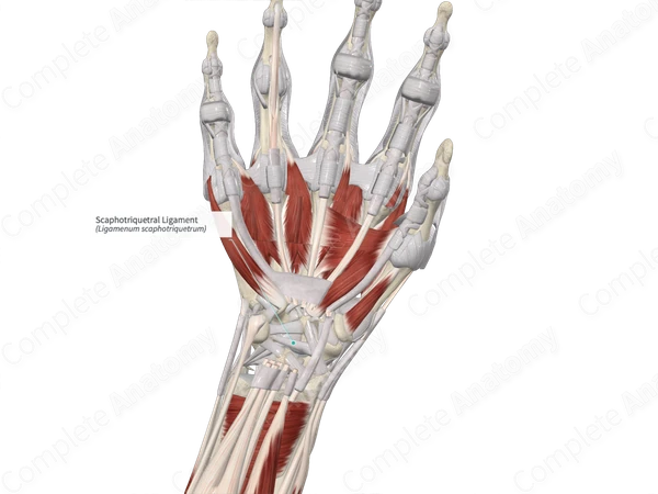 Scaphotriquetral Ligament 