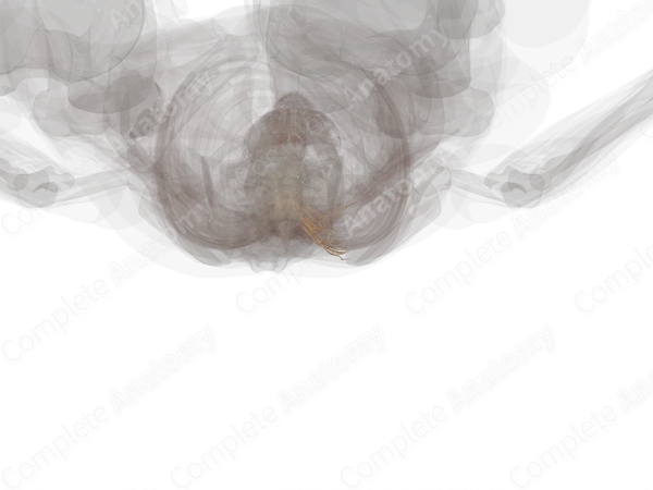 Lateral Branches of Posterior Rami of Thoracic Nerves (Left)