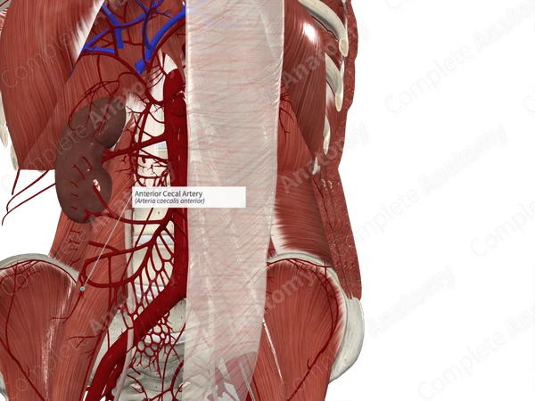 Anterior Cecal Artery