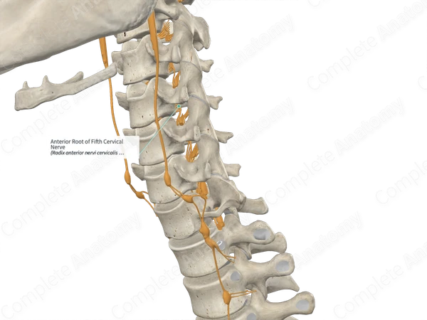 Anterior Root of Fifth Cervical Nerve