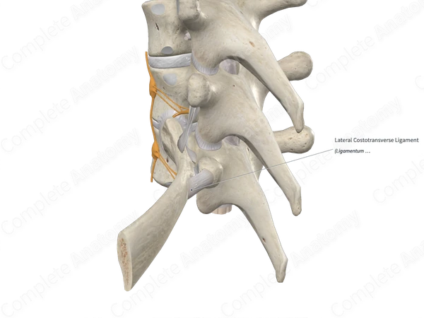 Lateral Costotransverse Ligament