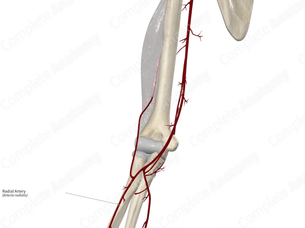 Radial Artery 
