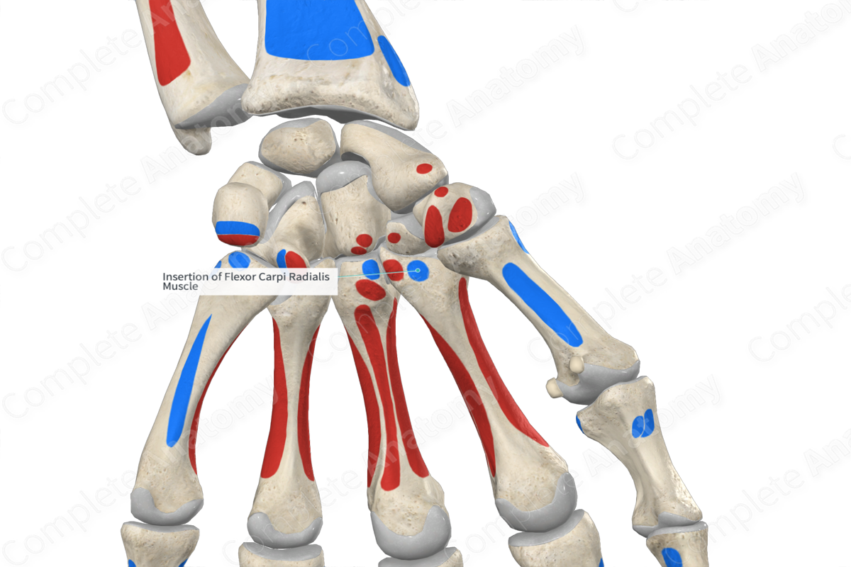 Insertion of Flexor Carpi Radialis Muscle
