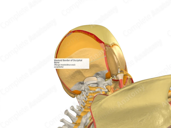Mastoid Border of Occipital Bone (Left)