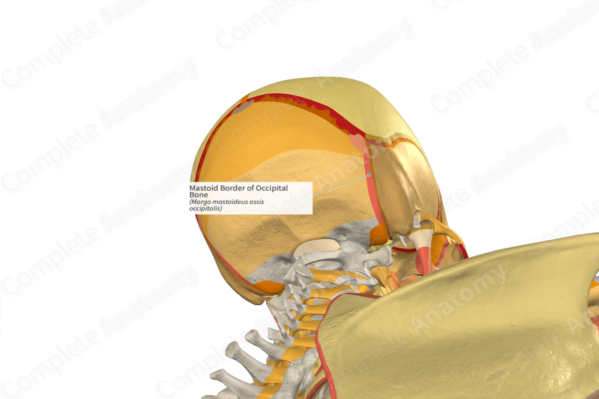 Mastoid Border of Occipital Bone (Left)
