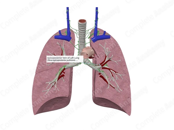 Apicoposterior Vein of Left Lung
