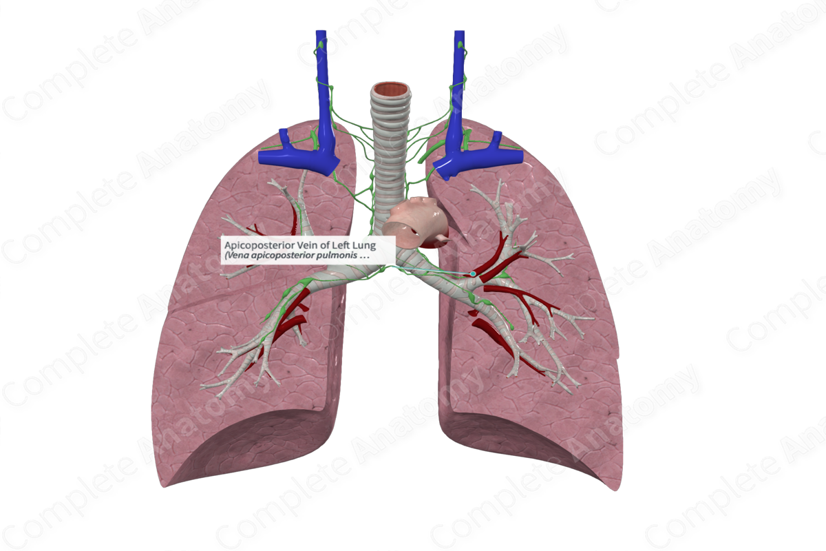 Apicoposterior Vein of Left Lung