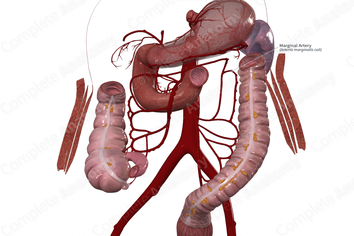 Marginal Artery