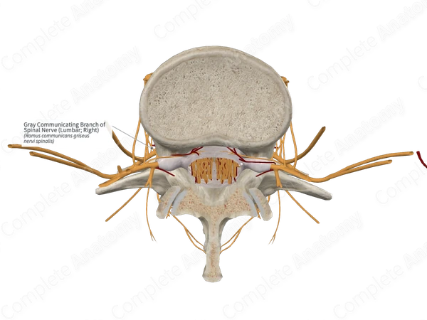 Gray Communicating Branch of Spinal Nerve (Lumbar; Right)