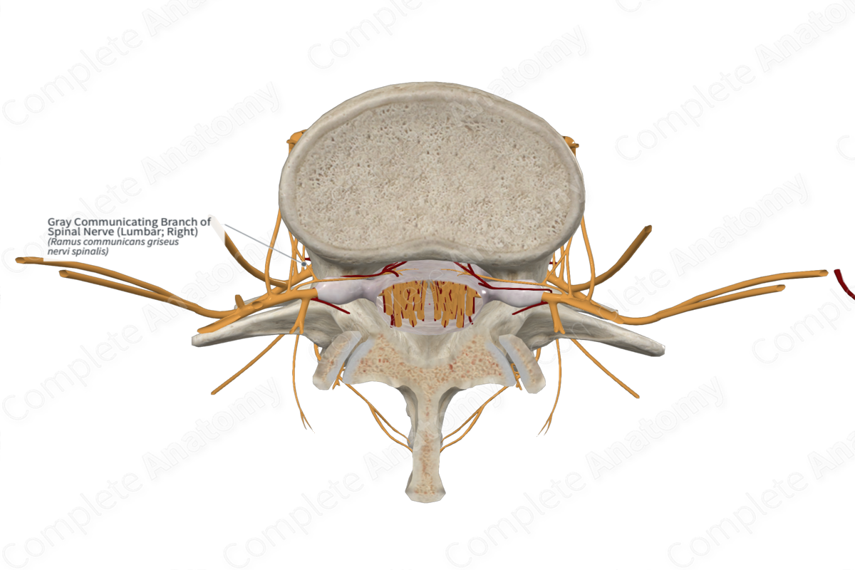 Gray Communicating Branch of Spinal Nerve (Lumbar; Right)