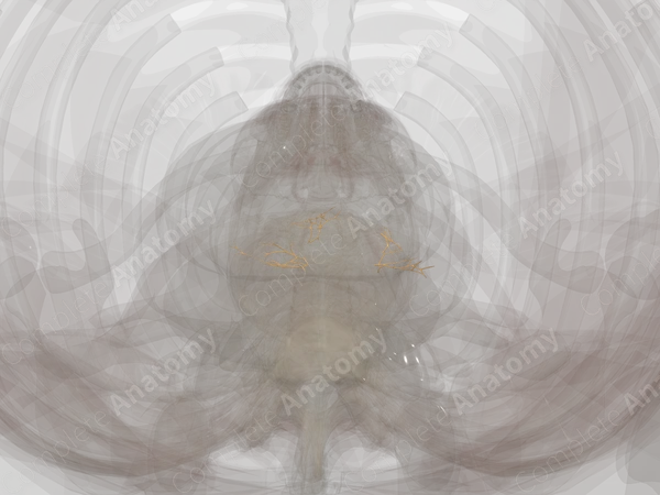 Pulmonary Plexus