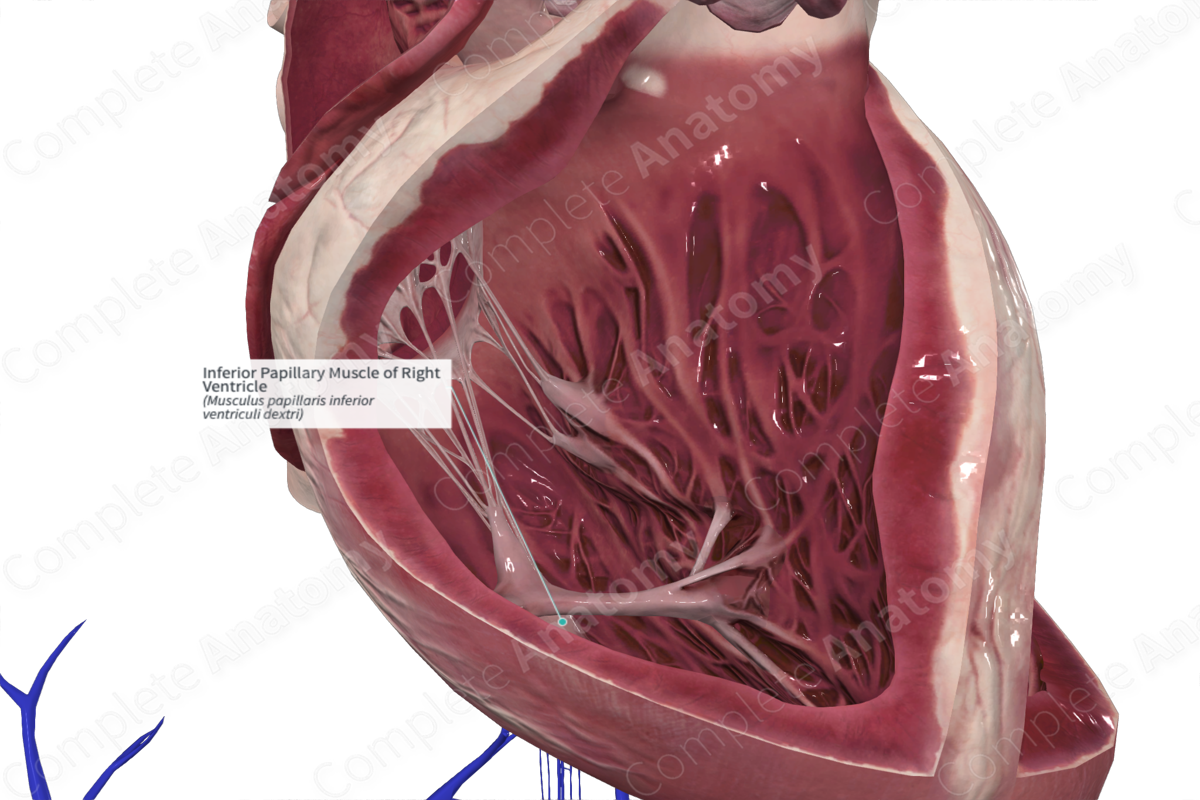 Inferior Papillary Muscle of Right Ventricle