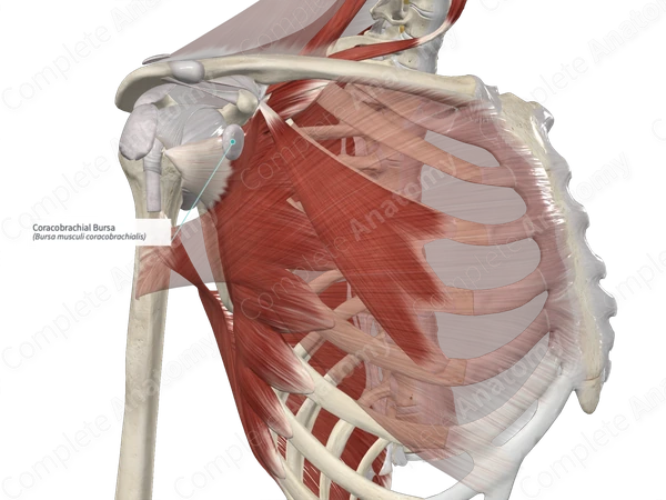 Coracobrachial Bursa 