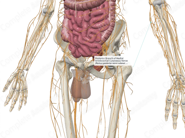Posterior Branch of Medial Antebrachial Cutaneous Nerve