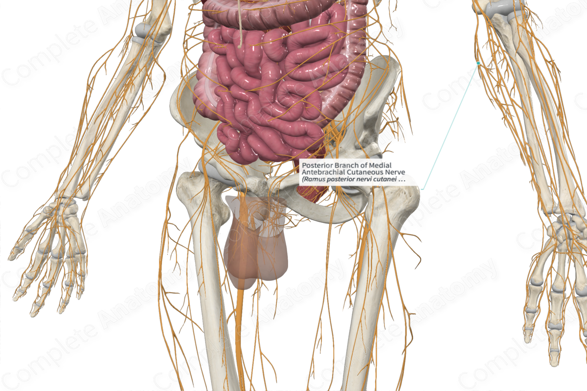 Posterior Branch of Medial Antebrachial Cutaneous Nerve 