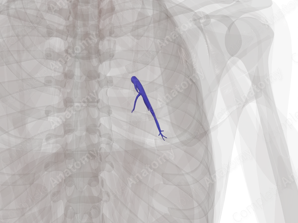 Pulmonary Arteries of Inferior Lobe of Right Lung