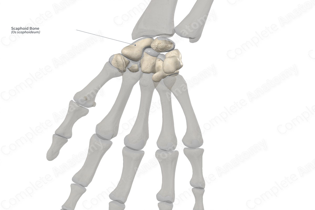 Scaphoid Bone Anatomy