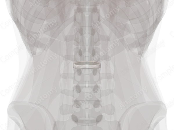 Intervertebral Symphysis (L2-L3)