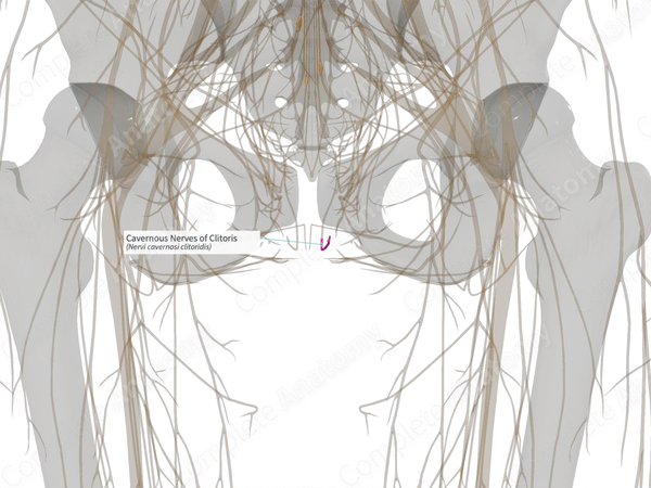 Cavernous Nerves of Clitoris (Right)