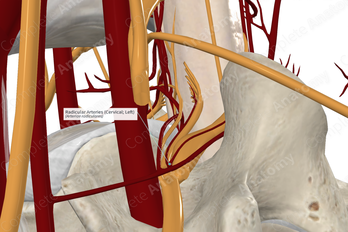 Radicular Arteries (Cervical; Left)