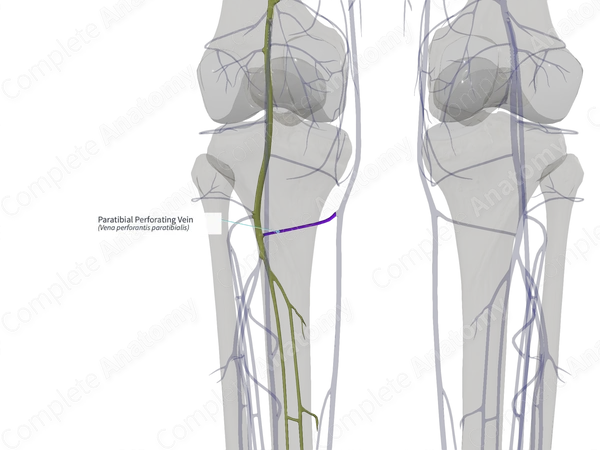 Paratibial Perforating Vein (Left)