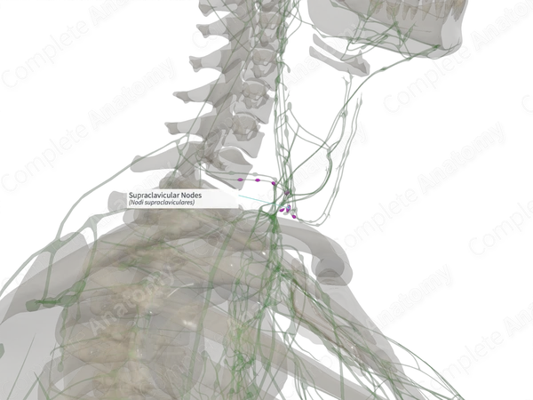 Supraclavicular Nodes (Right)
