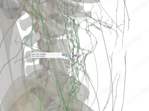 Left Colic Nodes