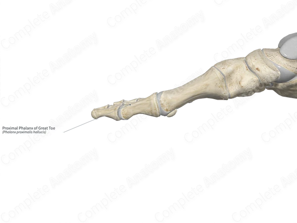 Proximal Phalanx of Great Toe
