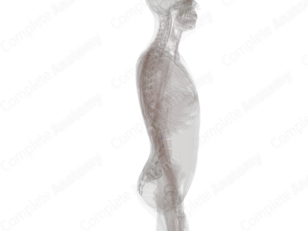 Intervertebral Veins
