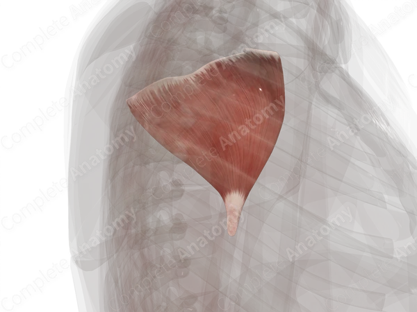 Deltoid Muscle (Left)
