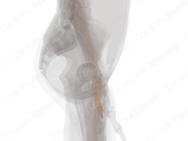 Nerves of Hand (Left)