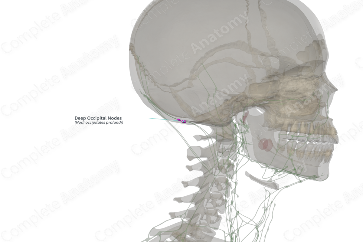 Deep Occipital Nodes Right Complete Anatomy Deep Occipital Nodes Right Complete Anatomy