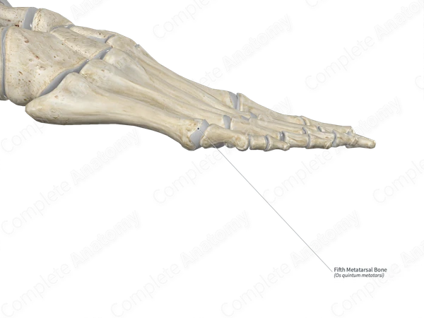 Fifth Metatarsal Bone