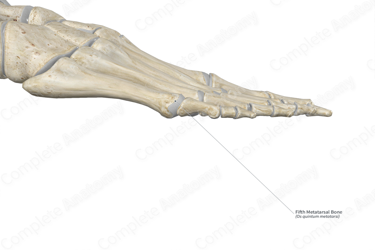 Fifth Metatarsal Bone 