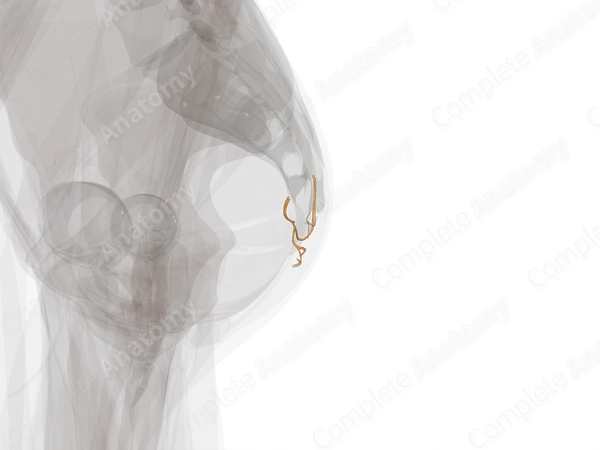 Coccygeal Nerves