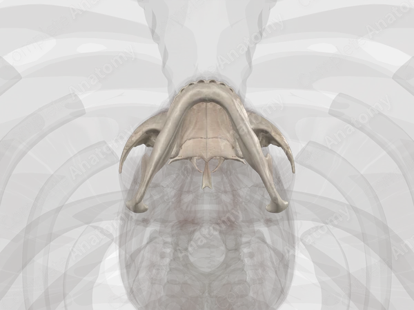 Bones of Viscerocranium