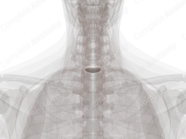 Intervertebral Symphysis (C7-T1)
