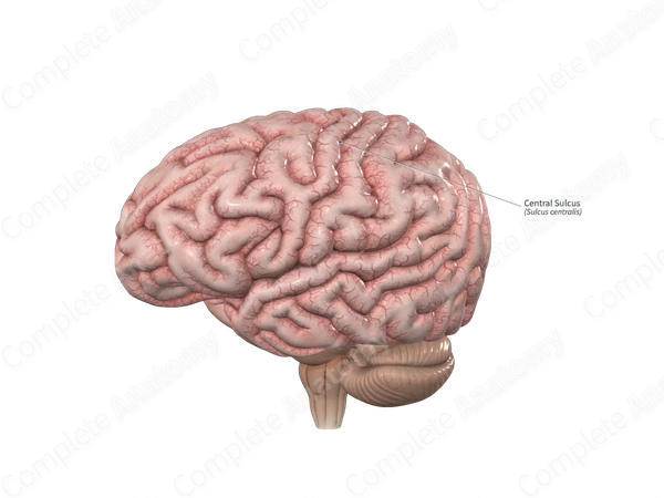 Central Sulcus