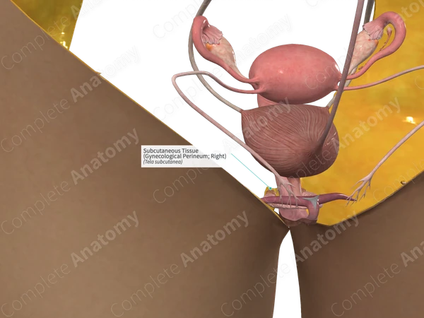 Subcutaneous Tissue (Gynecological Perineum; Right)