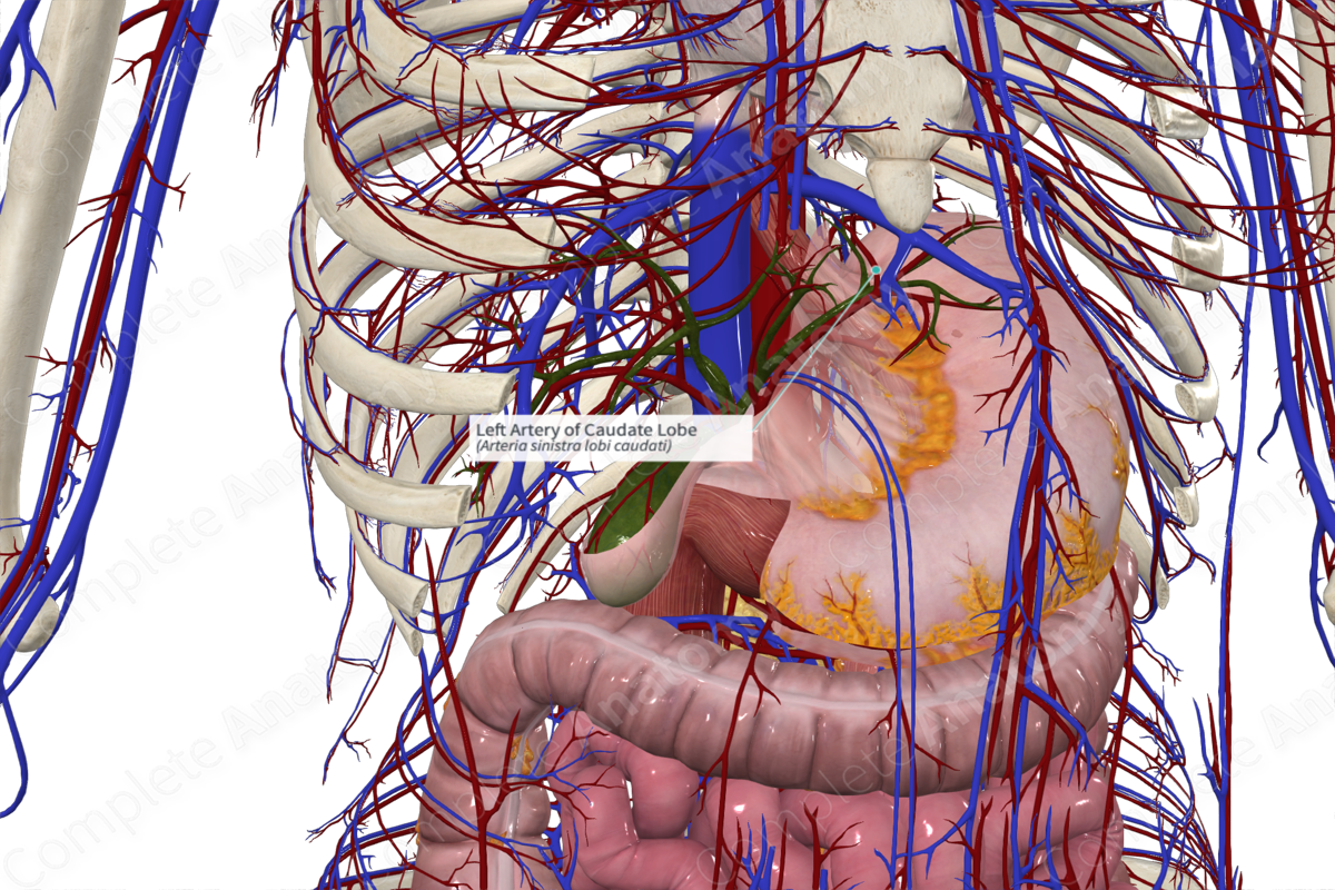 Left Artery of Caudate Lobe