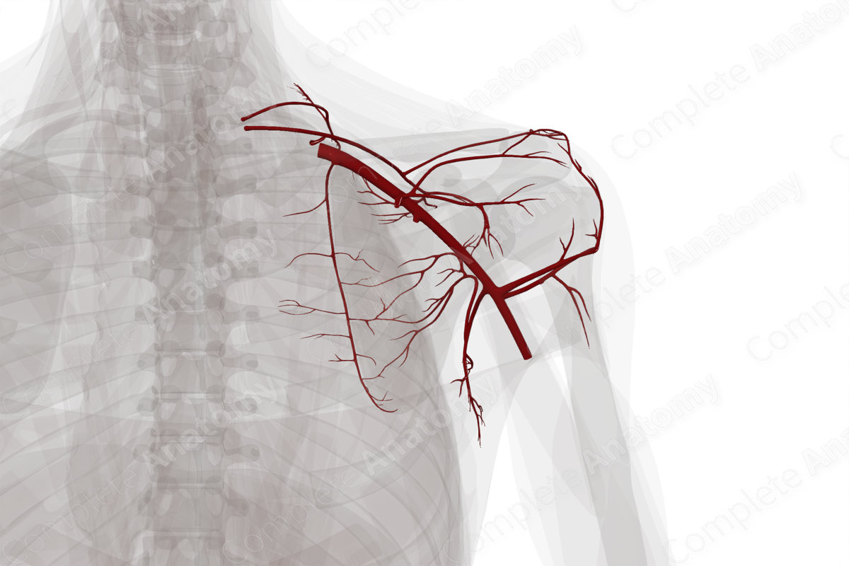 Arteries of Pectoral, Scapular, and Deltoid Regions (Left)