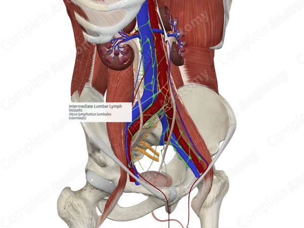 Intermediate Lumbar Lymph Vessels