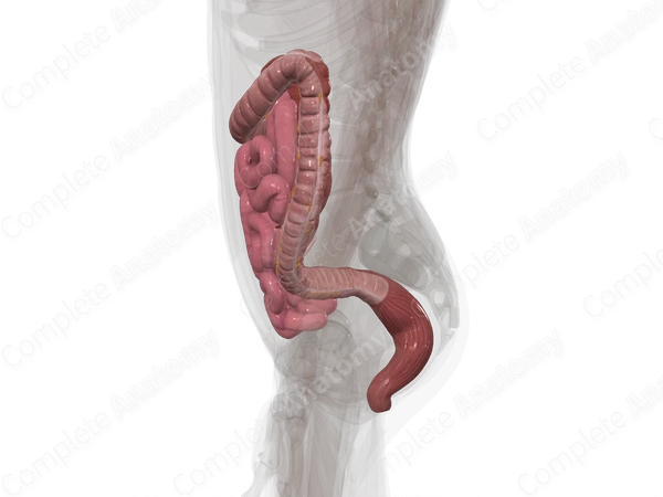 Lower Digestive Canal
