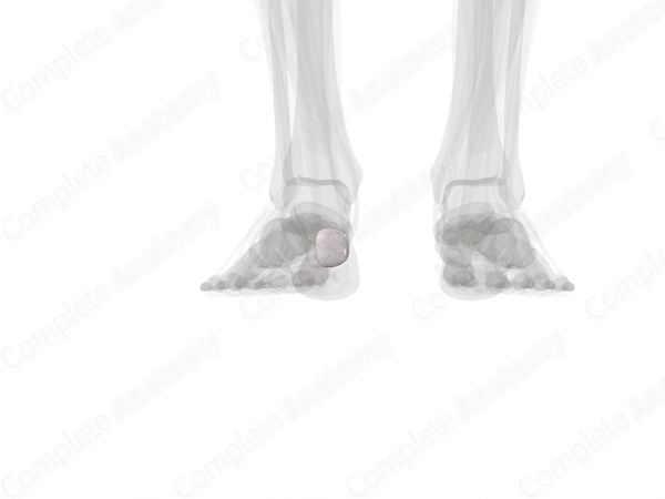 Bursae of Foot (Left)
