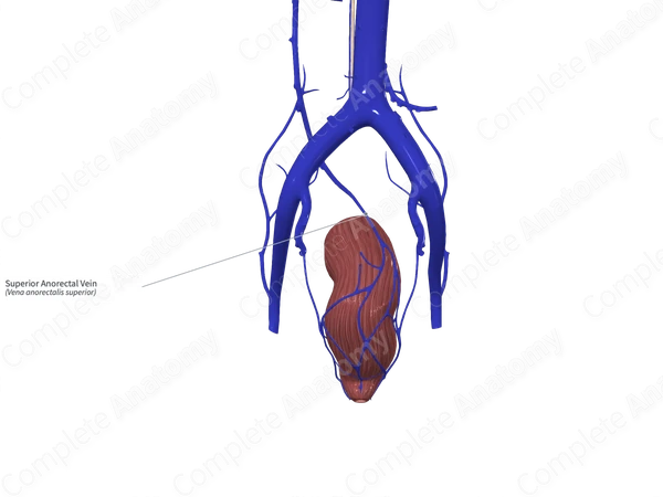 Superior Anorectal Vein